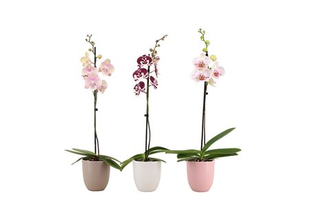Phal Hugo Hotel Mix Phal Mix 1t 9+ (vg)