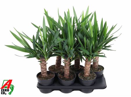 Yucca 30cm Stam 2+
