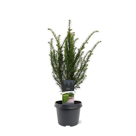 Taxus Baccata