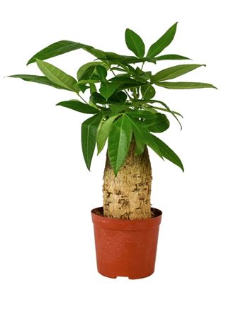 Pachira Aquatica Trunk