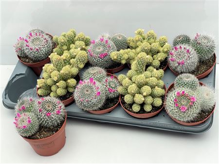 Cactus Florwering