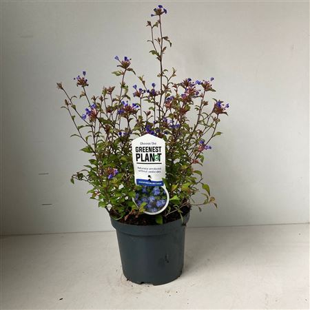 Ceratostigma Willmottianum