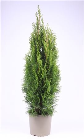 Thuja Occ Smaragd