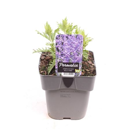 Perovskia Atriplicifolia Blue Spire