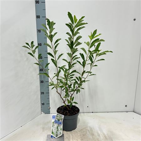 Exochorda Racemosa Blushing Pearl