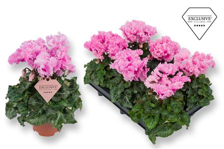 Cyclamen Merengue Pink (exclusive)
