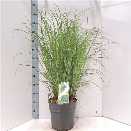 Miscanthus Sin Gracillimus