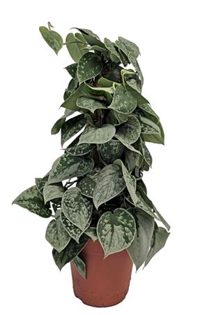 Scindapsus Silvery Ann Moss Pole