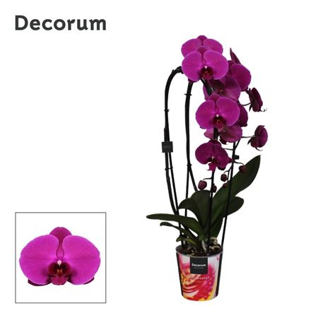 Phal Cascade 2st Purple (decorum)