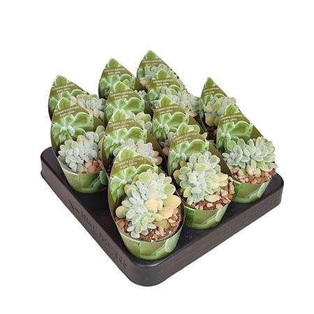 Echeveria Pulvinata Frosty Crestata Potcover