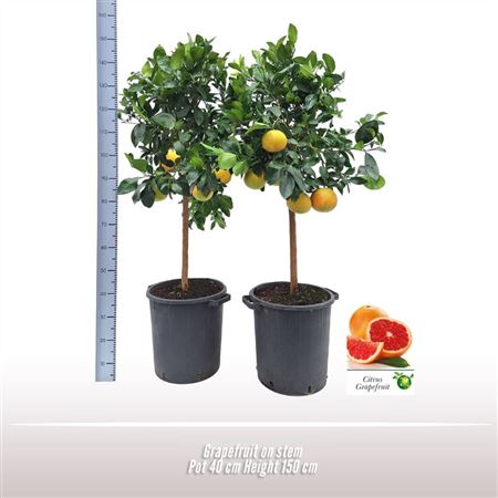 Grapefruit On Stem