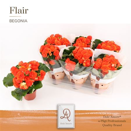 Begonia Orange (dolc'amore)