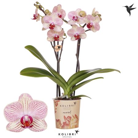 Phal 2st Nepal 22+ (ok)