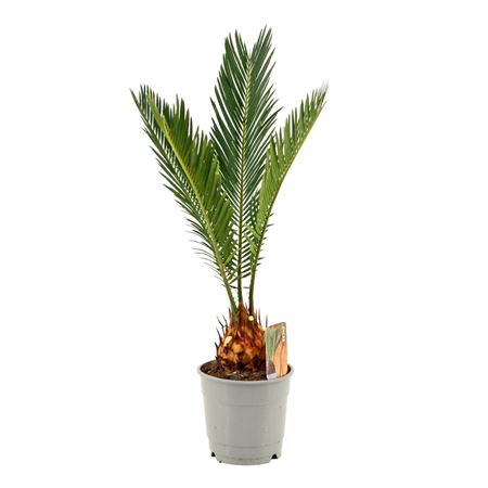 Cycas Revoluta 5+
