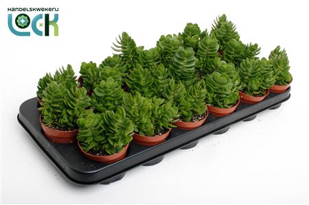 Crassula Moneymaker