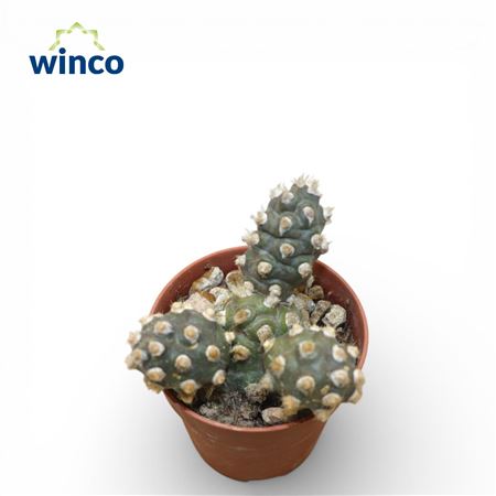 Tephrocactus Molinensis