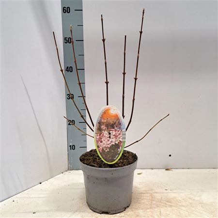 Viburnum Bodnantense