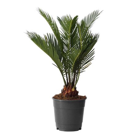 Cycas Revoluta 6+