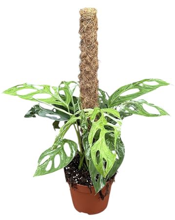 Monstera Adansonii Indonesian Marble