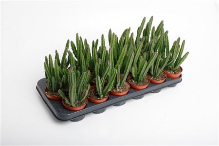 Stapelia Leendertzia