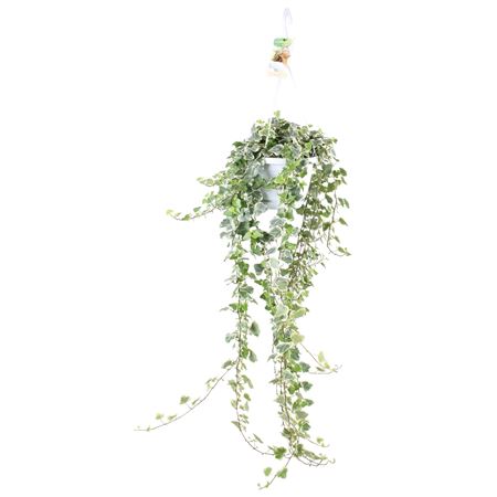 Hedera White Wonder