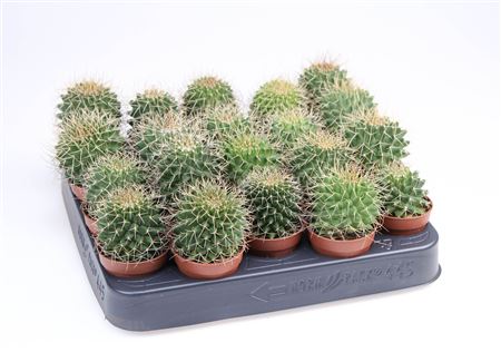 Mammilaria Obconella