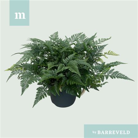 Humata Griffithiana Var. Tyermannii