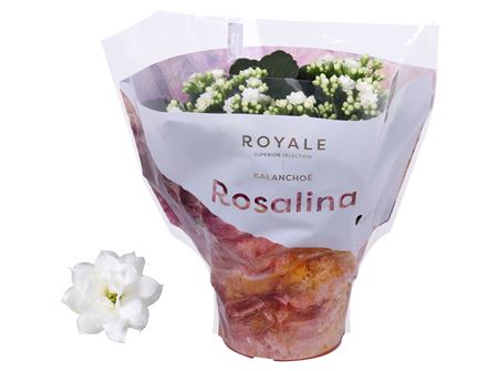 Kal Ros Royale White