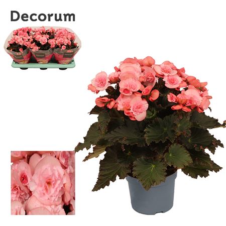 Begonia Joy Light Pink (decorum)