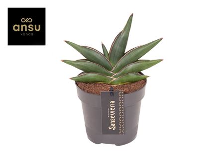Sansevieria Almond Jade No. 4