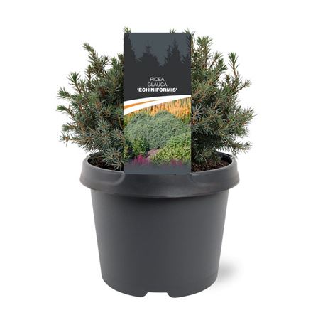 Picea Glauca Echiniformis