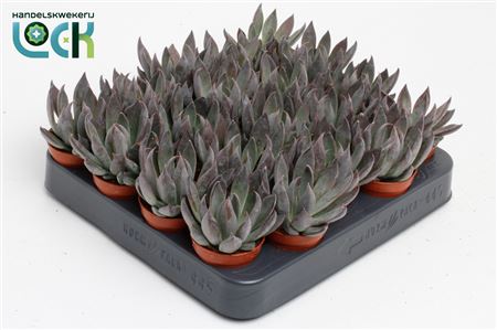 Echeveria Joost