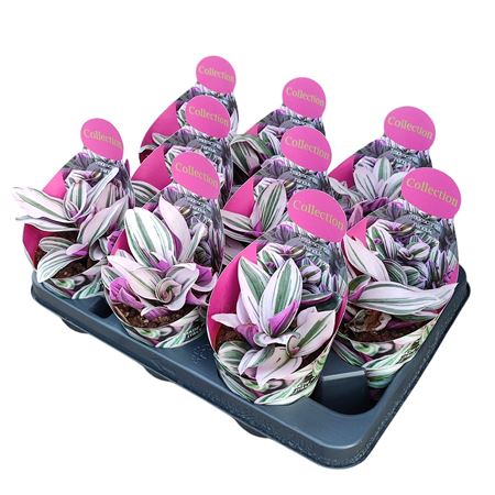 Tradescantia Albiflora Nanouk Potcover
