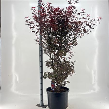Acer Palm Skeeters Broom