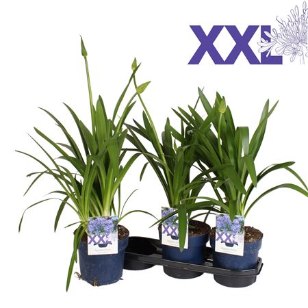 Agapanthus Blue 5pp