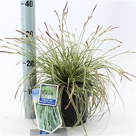 Carex Osh Evercream
