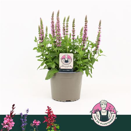 Salvia Nem Compact Bright Rose Sensation