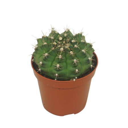 Gymnocalycium Damsii