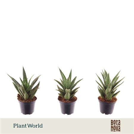 Sansevieria Sem (decorum)