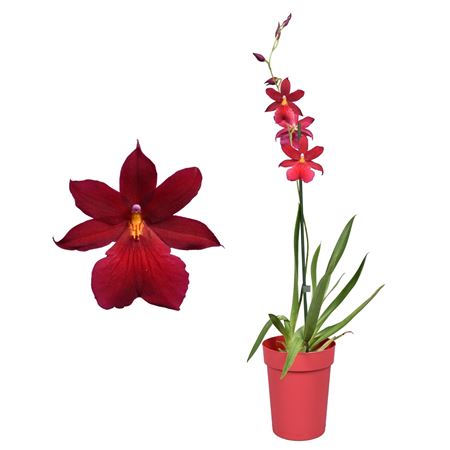 Cambria 1st Nelly Isler In Red Pot