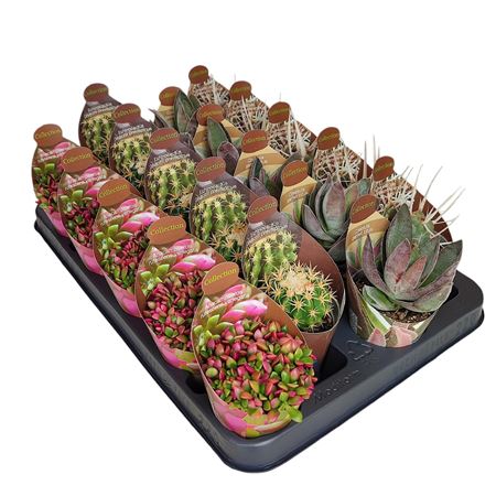 Cactus And Succulents In A Row Potcover