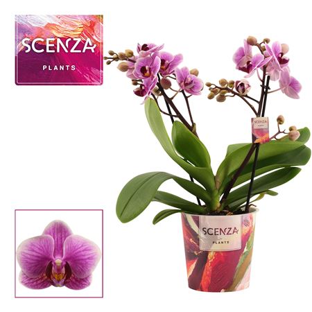 Phal 2st Multi Diva (scenza)
