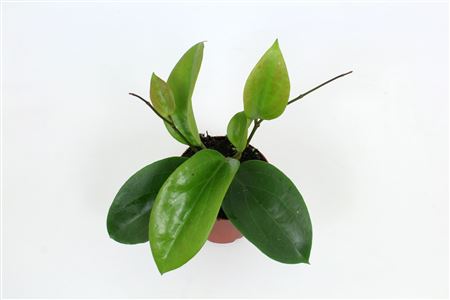 Hoya Surigaoensis Eg