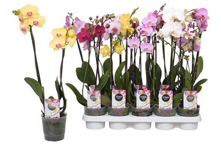 Phal 2st Star Mix 12+ (по-5)