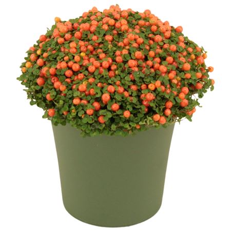 Nertera Granadensis Astrid In Pot Green