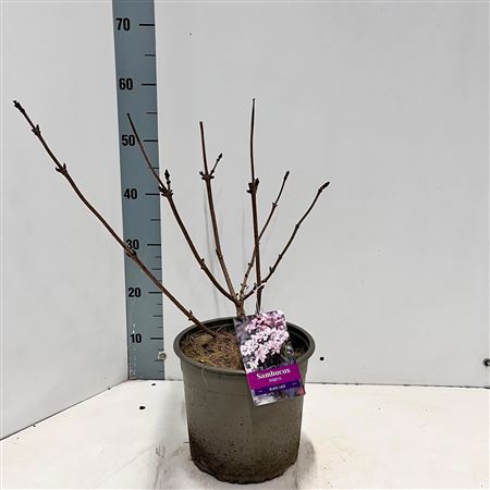 Sambucus Nigra Black Lace