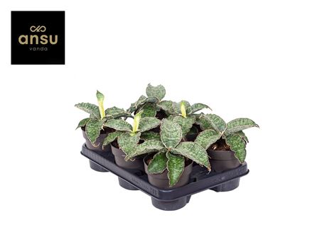 Sansevieria Star Green Granite