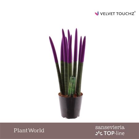 Sansevieria Velvet Touchz Purple