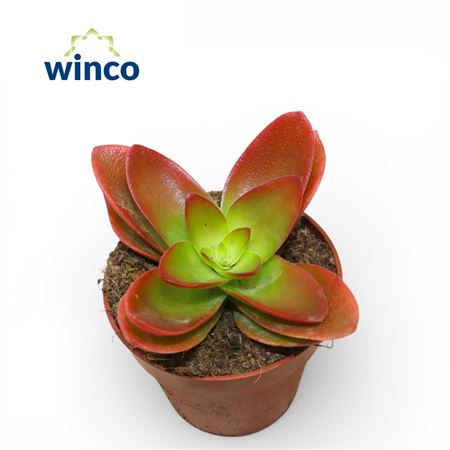 Crassula Capitella Campfire (red) (single)
