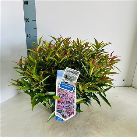 Leucothoë Keiskei Burning Love